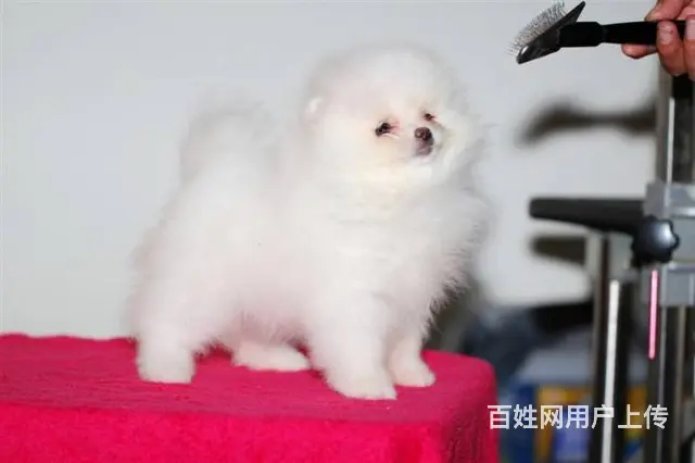 赛级博美犬 哈多利版博美犬 巴掌大小博美 - 图片 12