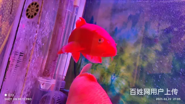 【搞定了！】精品锦鲤全红火鲤 - 图片 4