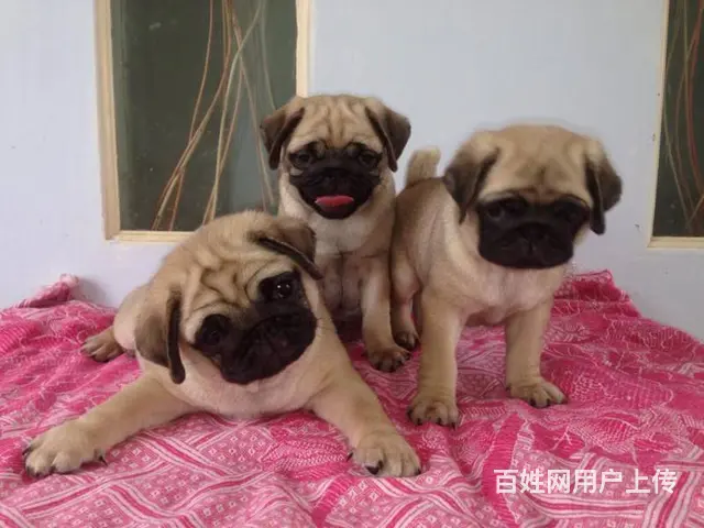 纯种巴哥犬哪里有 巴哥犬去哪里买  放心犬舍在 - 图片 1