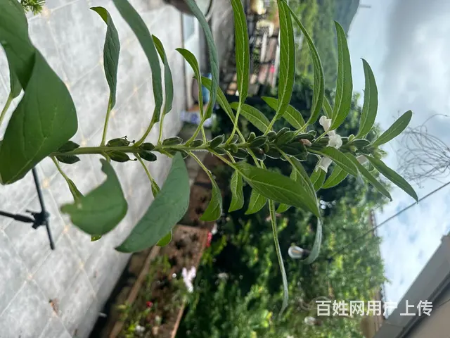 海景大宅 - 图片 9