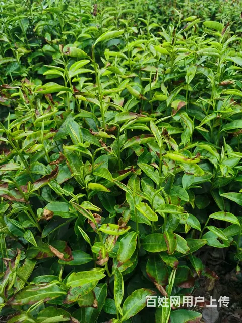 暴雨过后 旱情有所缓解 小戴白茶 自产自销 - 图片 2