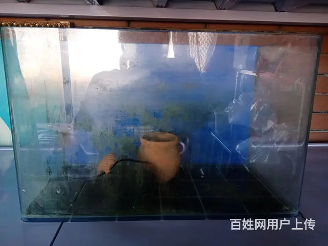 鱼缸 - 图片