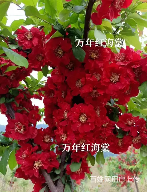 抚顺顺城优良的树苗今日报价 - 图片 1