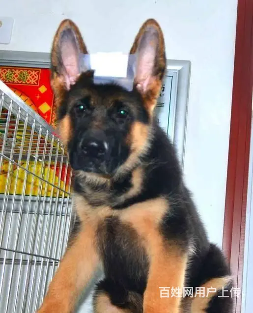 锤系德牧 出售德国牧羊幼犬 纯种健康 有保障 - 图片 4