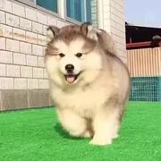 【CKU犬舍】荆州靠谱阿拉斯加犬舍  健康纯种保养活