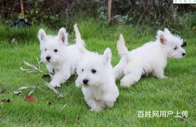 精品西高地头版好幼崽，健康可签证，售后服务好 - 图片 3