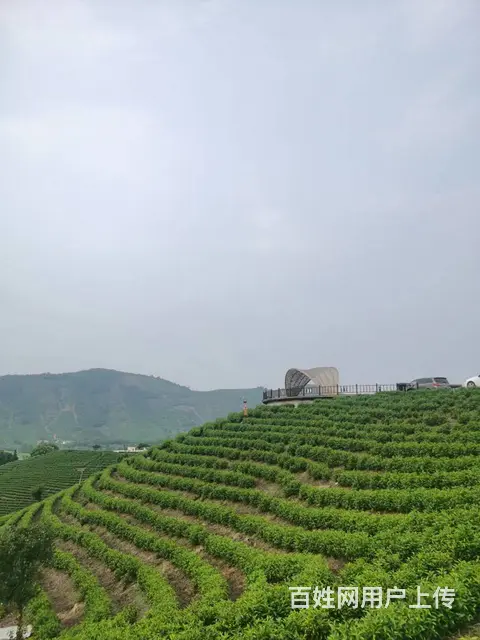 七月安吉白 充满希望 小戴白茶直销 - 图片 4