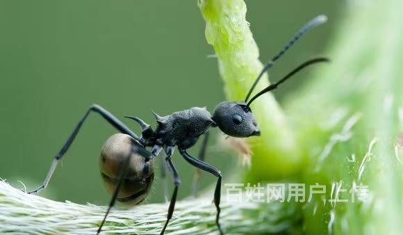 深圳龙岗专业灭蚁公司 专治红火蚁 白蚁