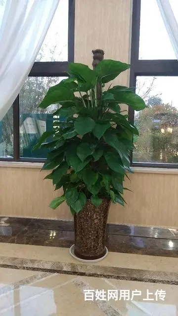 盆栽花卉租赁公司租花 - 图片 11