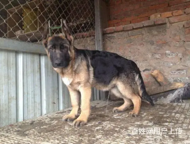 精品德国牧羊犬幼犬多少钱 纯种垂系牧羊犬繁殖基地 - 图片 6