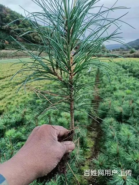 黑龙江红松树苗 - 图片