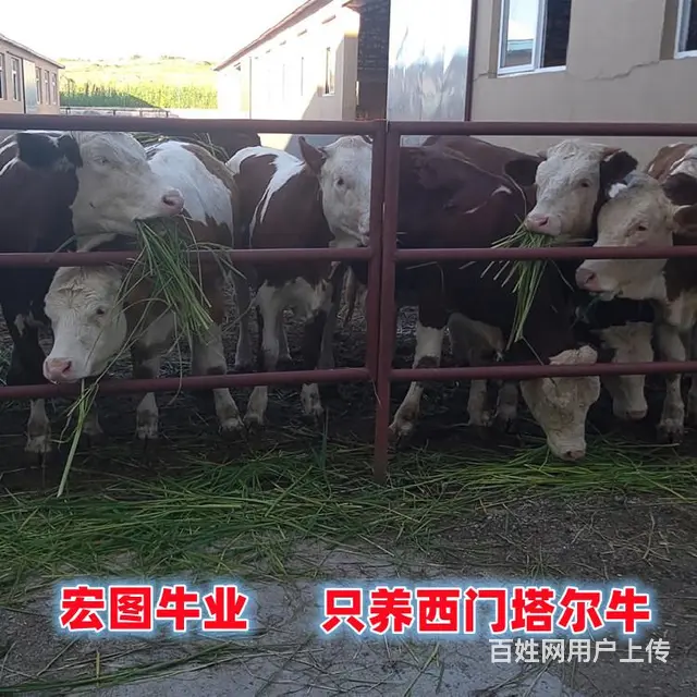 6个月 西门塔尔2岁母牛 价格表 - 图片 1