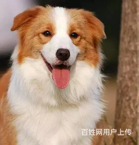 辽阳卖边牧的犬舍，犬舍边牧一般价位 - 图片 2