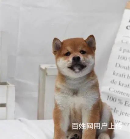 哪里有卖柴犬柴犬价格柴犬图片 纯种柴犬怎么喂养 - 图片 1