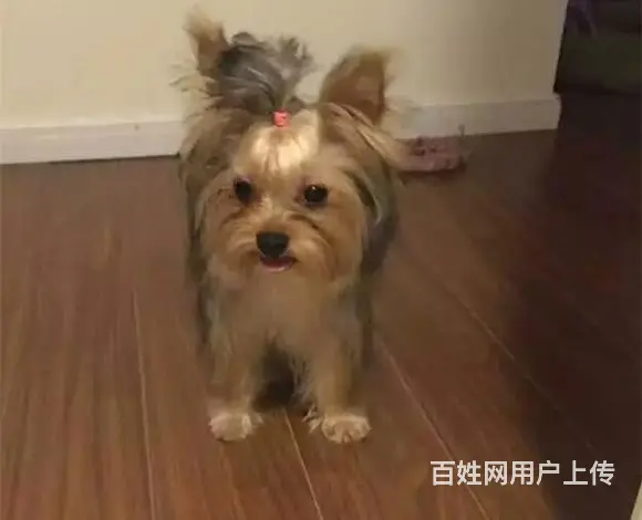 宿迁约克夏犬舍基地常年出售纯种约克夏双血约克夏幼犬 - 图片 6
