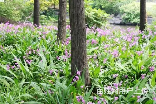 湖北百草堂白芨种植好选择，新型市场商机财富享不尽 - 图片 1