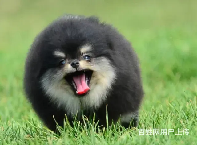日照知名犬舍有博美出售 狗美价廉 包健康 - 图片 2