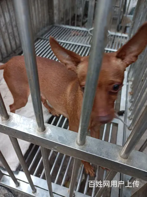 出售一年多点小鹿犬 - 图片 1