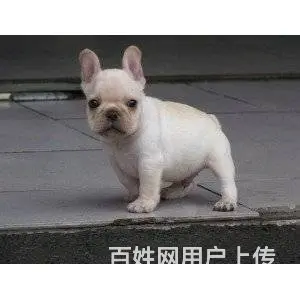 承德法牛多少钱一只 法牛价格 纯种法牛 保健康 - 图片 5
