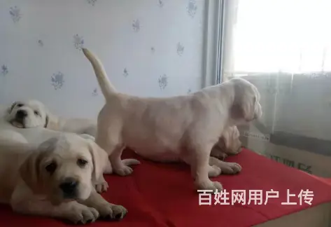 承德拉布拉多怎么卖 保健康 疫苗齐全 - 图片 5