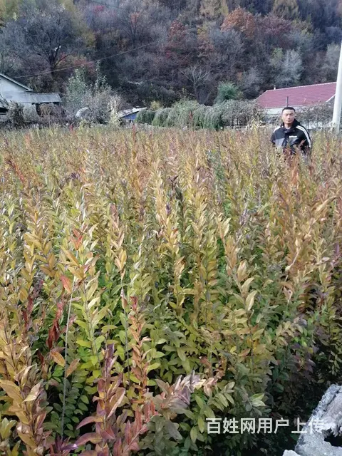 出售绿离墙苗，金忍冬，榆，红叶李，黄洋，丁香，柏树 - 图片 6
