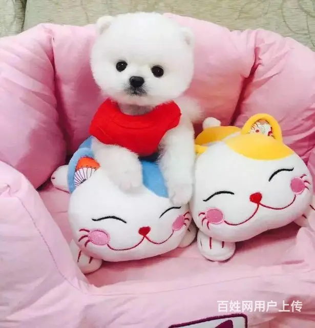 广州正规狗场 广州哪里有卖博美俊介犬 包纯种健康 - 图片 8