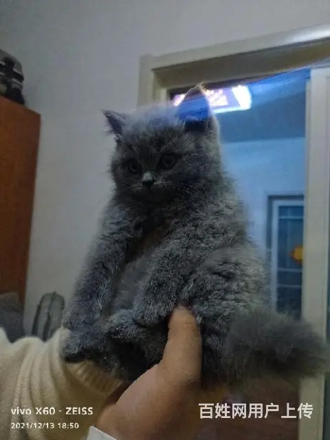 自家繁殖纯种大包子脸英短蓝猫 - 图片 5
