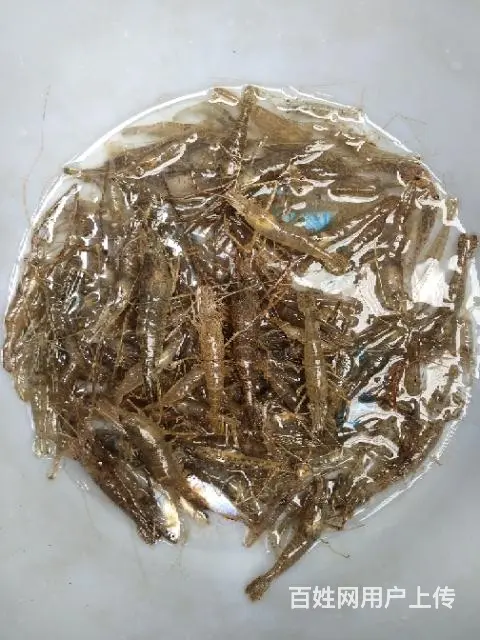 有正宗野鱼鳝鱼，泥鳅，鲫鱼，黑鱼，鲶鱼，黄丫鱼等 - 图片 7