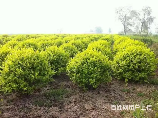 贵州草花贵州草坪贵州苗木贵州花卉批发 - 图片 7