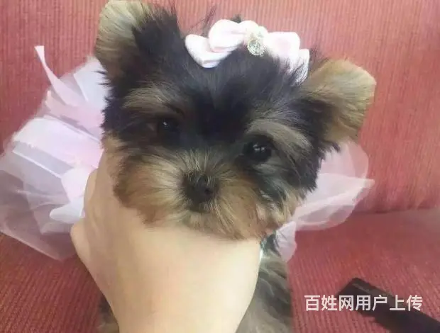 茶杯体约克夏 质量保障 精品小体约克夏宝宝 - 图片 6