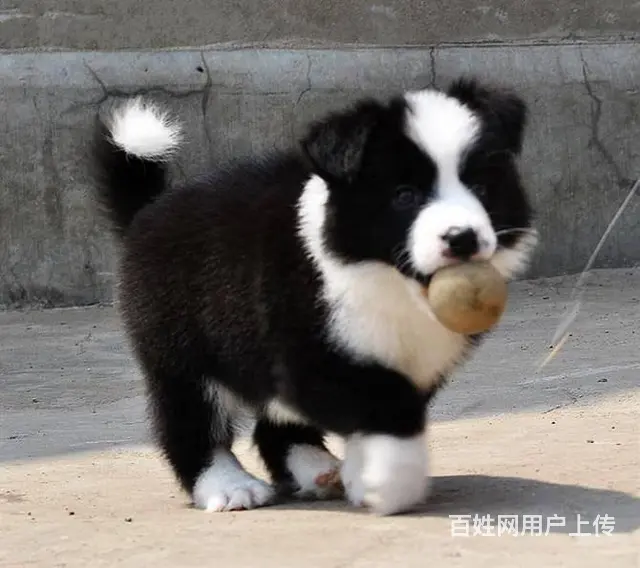 出售边境牧羊犬 聪明机警 健康活泼 温顺聪明 - 图片 7