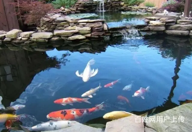 苏州锦鲤养殖场直销各类锦鲤鱼 - 图片 10