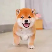 【推荐必选】内江哪里有卖柴犬  上门自提