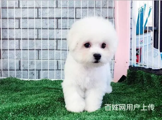 纯种比熊 白色比熊 法系比熊 出售超级可爱的小 - 图片 9