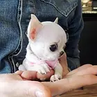 黄石上哪里买吉娃娃比较好，上哪里可以买到吉娃娃