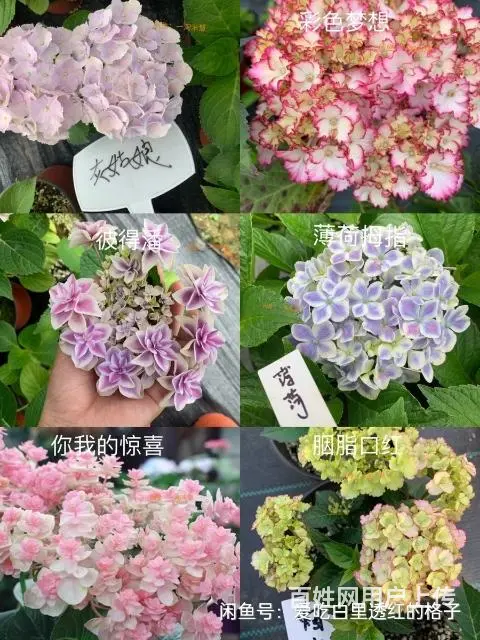 大量出售月季花草莓苗玫瑰花无尽夏绣球草花 - 图片 2