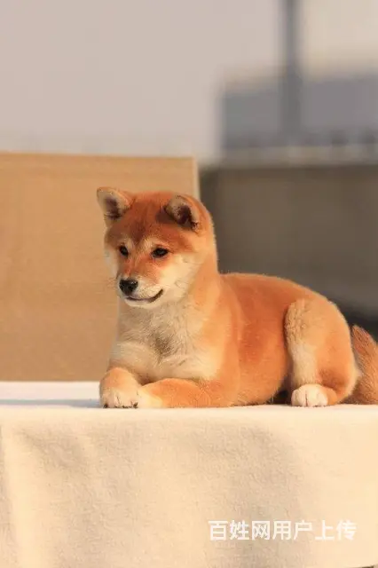 柴犬多少钱一只 哪里有卖柴犬柴犬 - 图片 2