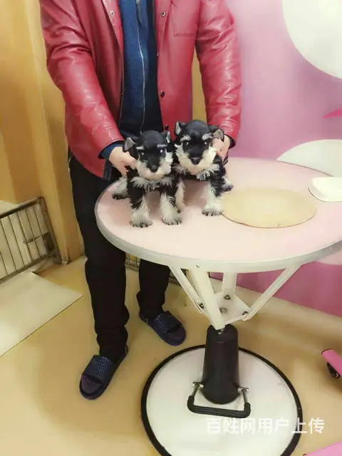 广州买狗 广州宠物狗 广州纯种迷你雪纳瑞幼犬哪有卖 - 图片 11