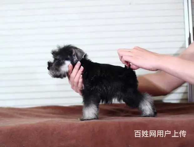广州哪里买狗有保障 迷你雪纳瑞幼犬 多窝挑选保健康 - 图片 2