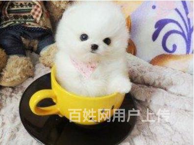 精品茶杯犬價格 眉山哪裡出售茶杯犬多少錢?茶杯犬百科