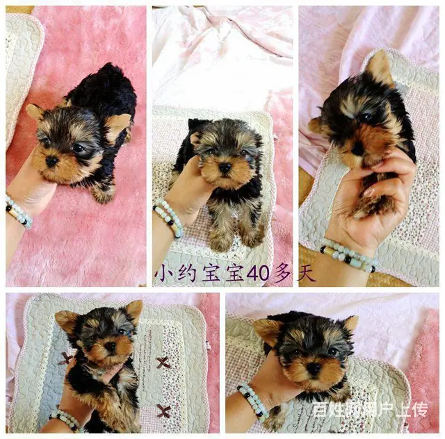 赛级约克夏犬,保健康,签合同,可送货上门 - 图片 2