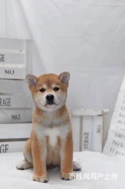 出售纯种柴犬 黑柴 豆柴 精品包子脸 品相完美包邮 - 图片 6