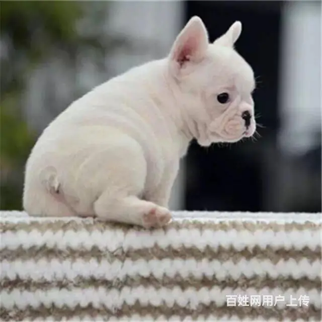 喀什【*推荐】法斗犬舍‖法斗养殖场 - 图片 11
