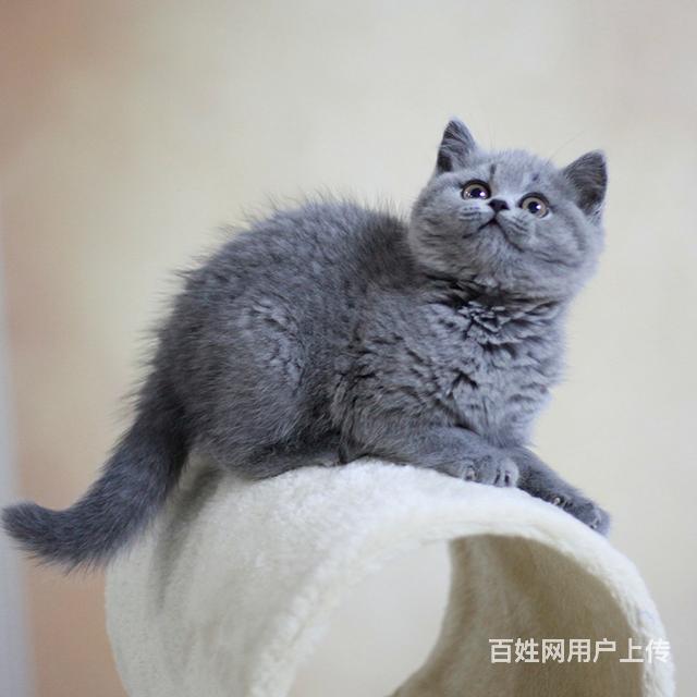 许昌附近哪里有蓝猫卖◆猫场常年卖纯种蓝猫的图片