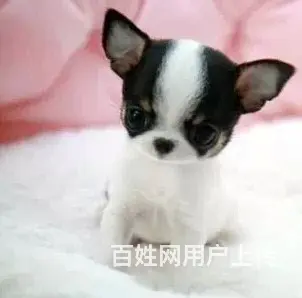 琼海犬舍卖吉娃娃。吉娃娃一般什么价位 - 图片 1