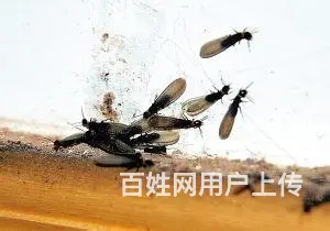 成都灭白蚁公司，成都除白蚁公司，成都白蚁防治公司 - 图片 2