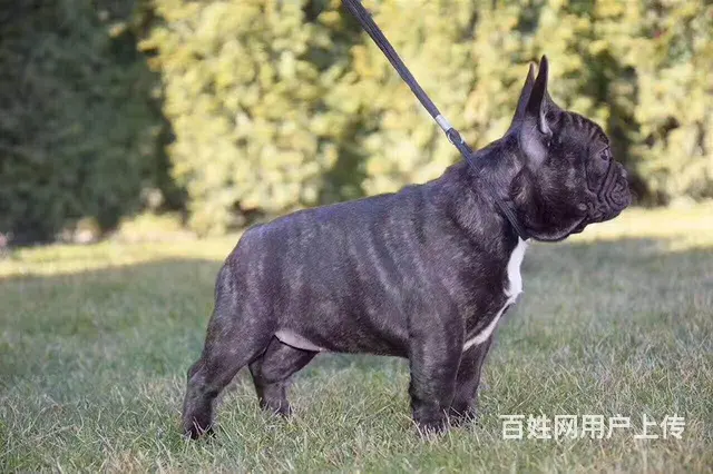 辽阳血统法斗哪里有卖，血统法斗一般多少钱 - 图片 2