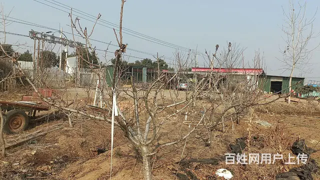 果园免费转让 - 图片 4