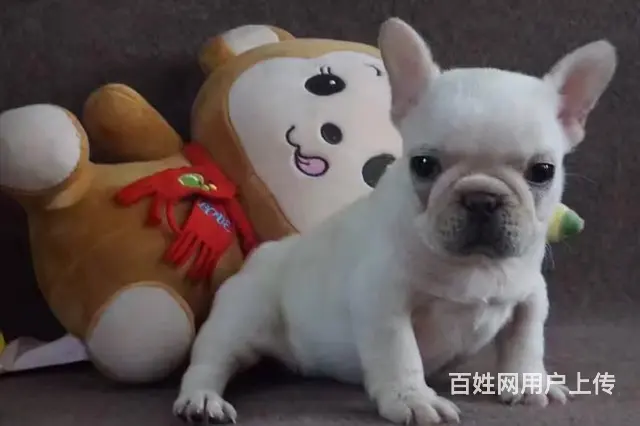 一只法斗幼犬多少钱 法斗犬价格大全_全国发货 - 图片 7