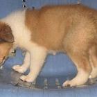 纯种苏格兰犬特价出售 可送狗笼子和狗用品